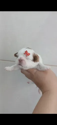 Shih tzu
