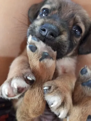 Cachorra Fêmea para Adoção