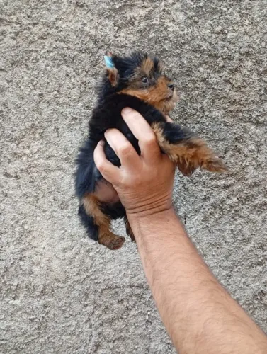 Yorkshire Terrier Macho Miniatura