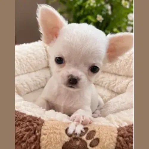 Chihuahua machinho mini