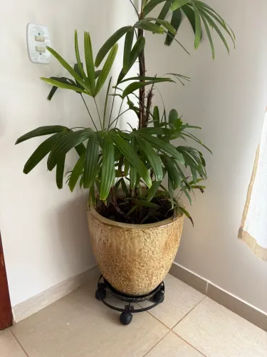 Vasos de planta em cerâmica com plantas lindas