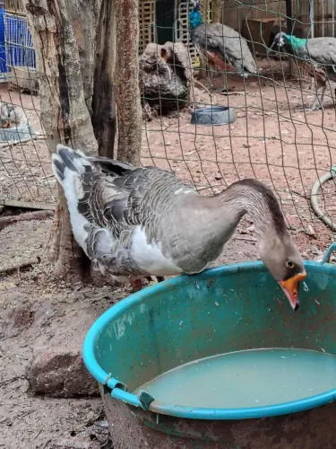 Ganso sinaleiro chinês 