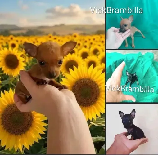 Feminha e machinho filhotinhos de pinscher miniatura zerinho. Pronta entrega 