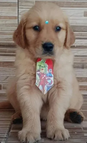 Golden retriever 