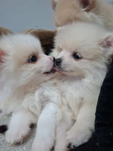 Animais de estimação 