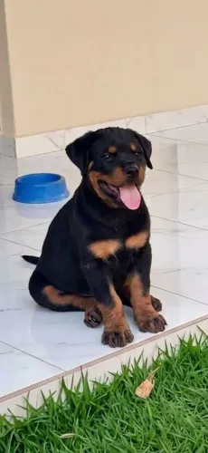 Filhotes de Rottweiler com pedigree CBKC