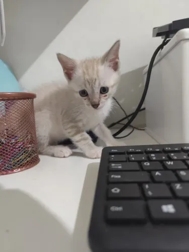 Gatinho para adoção