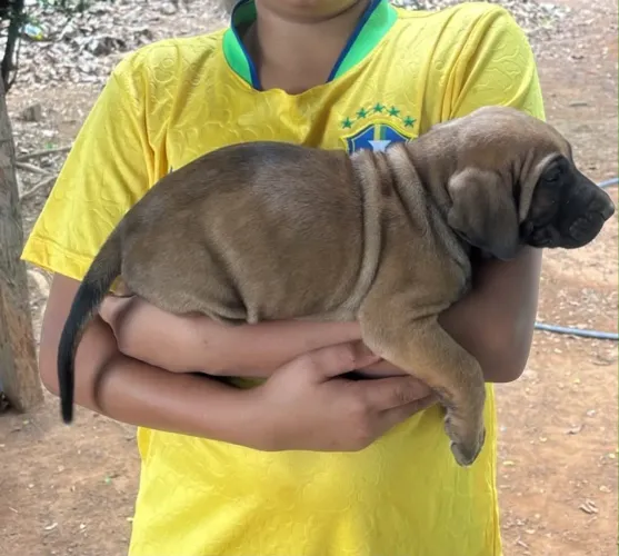 Fila brasileiro