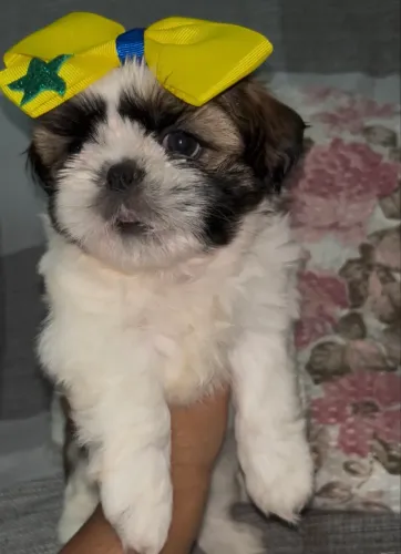 Shitzu mini femea 
