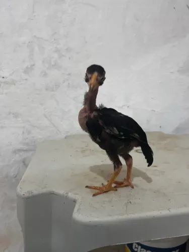 Pintinhos e franguinhos carioca