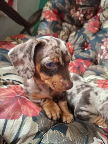 Filhotes dachshund