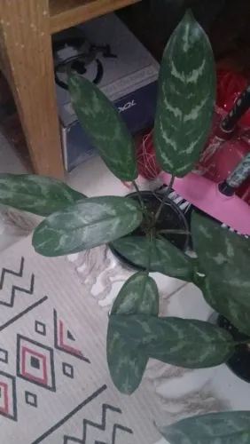 Plantas