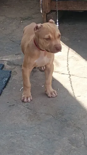 Ainda temos uma filhote de Pit monster