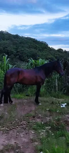 Vendo cavalo Manga Larga 