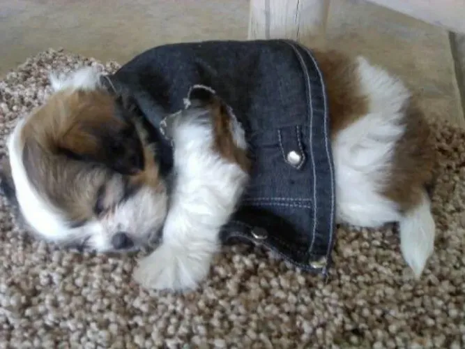 Shih Tzu Um cachorrinho que vale a pena conhecer e levar para casa