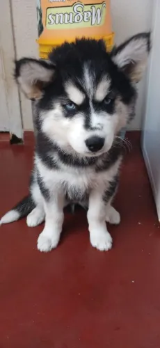 Linda Fêmea Husky