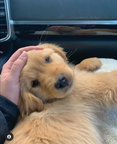 Golden Retriever Uma oportunidade para quem procura um cão diferenciado