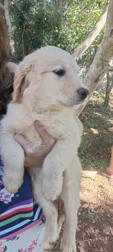 Golden Retriever 