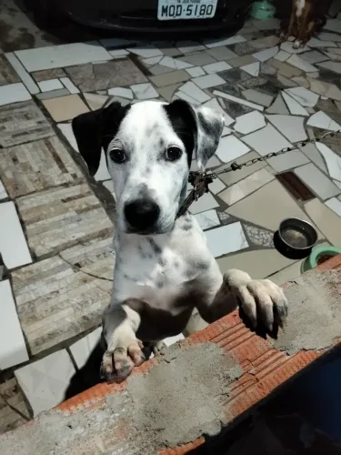Cachorro para doação.