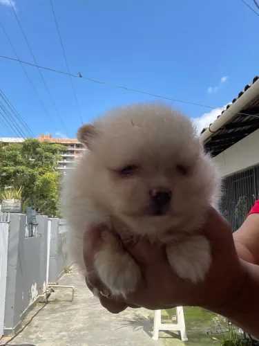 Procurando por spitz alemão ??? Tenho um lindo