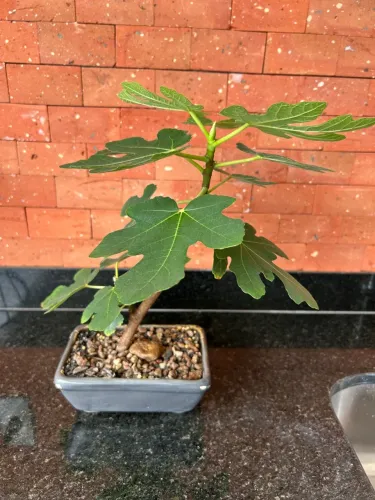 Bonsai de figo para iniciantes