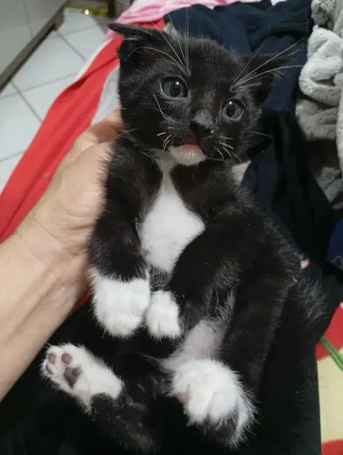 Gatinho frajola