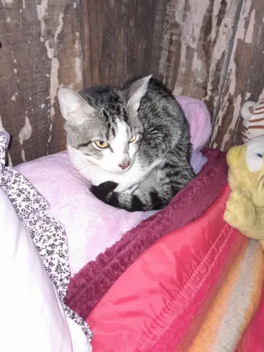 Doação de gato