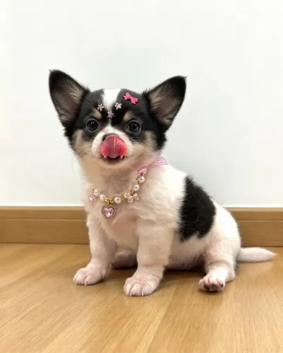Chihuahua Pelo Longo