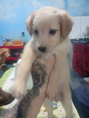Doando filhote de cachorro de raça pequena 