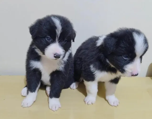 Filhote border collie, Seu coração está pronto para esse amor de quatro patas?