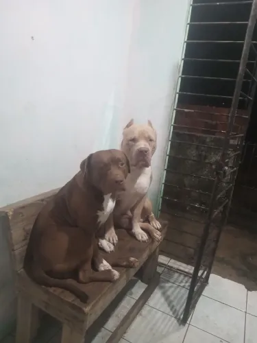 Casal pitmonsters