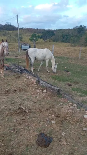 Troco por mula ou burro