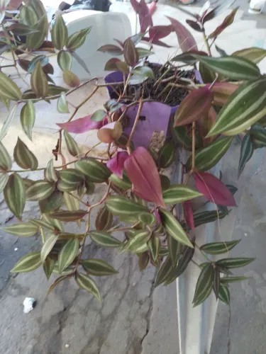 Lambari roxo