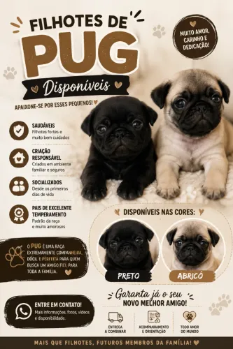 Filhotes de Pug