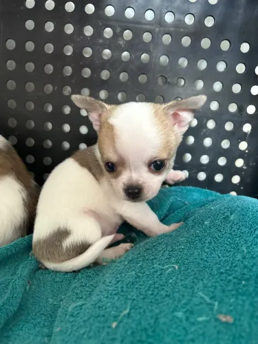 Filhotes de Chihuahua