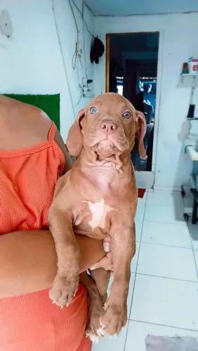 Cachorro 