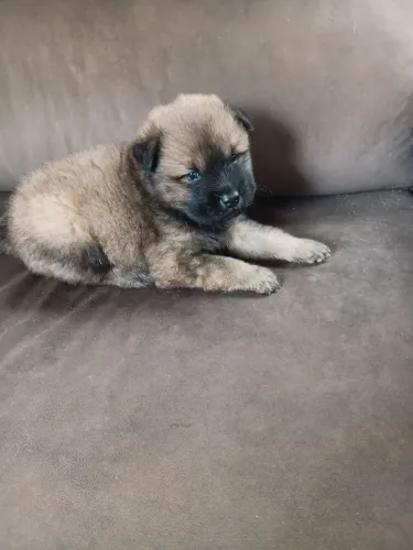 Vendo  filhotes de chow chow  tem 41 dias ja estão comendo 