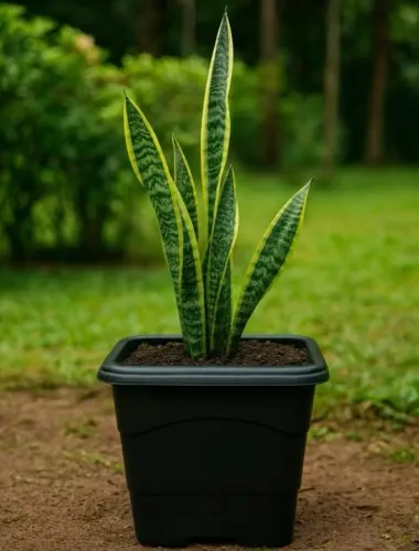 Plantas Espada de São Jorge