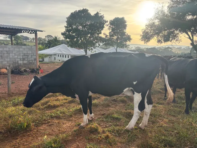 Vacas 