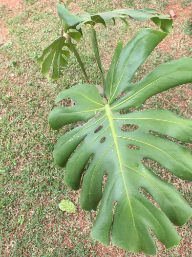 Planta Costela de Adão