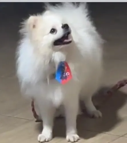 Spitz macho