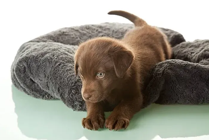 Labrador chocolate lindo Adicione Mais Amor à Sua Vida com um Filhote