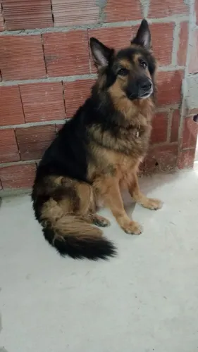 Aceito troca por outro pastor Alemã belga