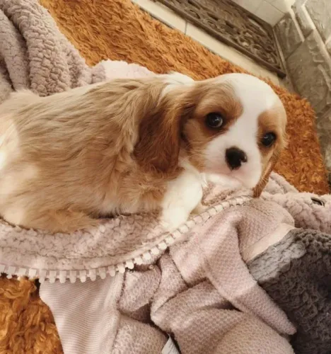 Filhotes de Cavalier King Saudáveis com Condições Especiais
