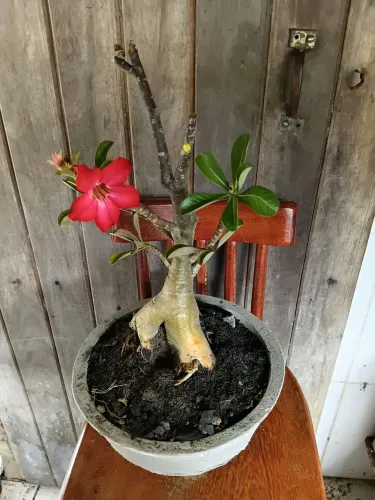 Rosas do deserto