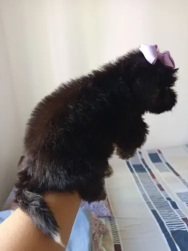 Cachorro pudo