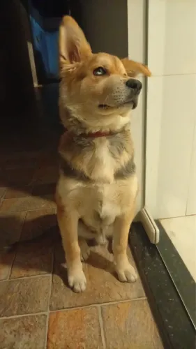 Husky siberiano