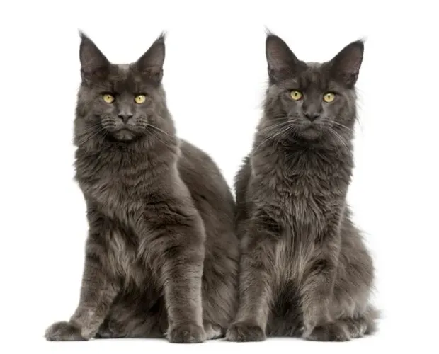 Maine coon fêmea Blue