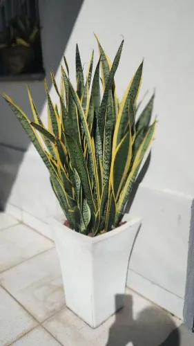 Planta decorativa