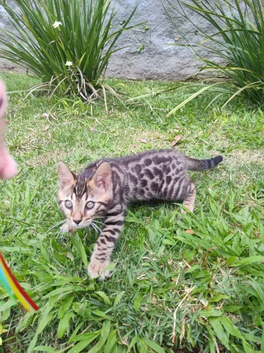 Bengal